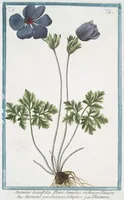 Picture 443 of 713 from Hortus Romanus plantaru (1772), leaf 443