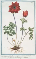 Picture 444 of 713 from Hortus Romanus plantaru (1772), leaf 444