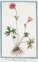 Picture 445 of 713 from Hortus Romanus plantaru (1772), leaf 445