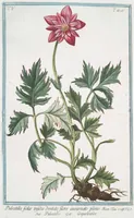 Picture 446 of 713 from Hortus Romanus plantaru (1772), leaf 446