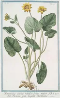Picture 447 of 713 from Hortus Romanus plantaru (1772), leaf 447