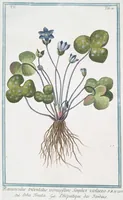 Picture 448 of 713 from Hortus Romanus plantaru (1772), leaf 448