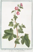 Picture 45 of 713 from Hortus Romanus plantaru (1772), leaf 45