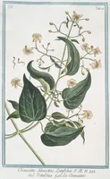 An illustration from Hortus Romanus plantaru (1772)