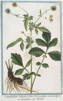 Picture 453 of 713 from Hortus Romanus plantaru (1772), leaf 453