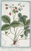 An illustration from Hortus Romanus plantaru (1772)