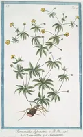 Picture 456 of 713 from Hortus Romanus plantaru (1772), leaf 456