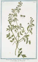 Picture 457 of 713 from Hortus Romanus plantaru (1772), leaf 457
