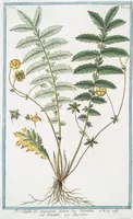 An illustration from Hortus Romanus plantaru (1772)