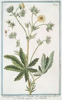 Picture 459 of 713 from Hortus Romanus plantaru (1772), leaf 459