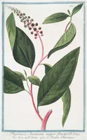 An illustration from Hortus Romanus plantaru (1772)