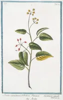 An illustration from Hortus Romanus plantaru (1772)