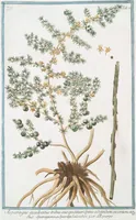 An illustration from Hortus Romanus plantaru (1772)