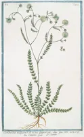 An illustration from Hortus Romanus plantaru (1772)