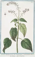 Picture 466 of 713 from Hortus Romanus plantaru (1772), leaf 466
