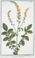 An illustration from Hortus Romanus plantaru (1772)