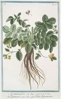 An illustration from Hortus Romanus plantaru (1772)