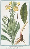 Picture 469 of 713 from Hortus Romanus plantaru (1772), leaf 469