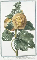 Picture 47 of 713 from Hortus Romanus plantaru (1772), leaf 47