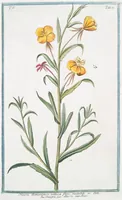 An illustration from Hortus Romanus plantaru (1772)