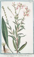 An illustration from Hortus Romanus plantaru (1772)
