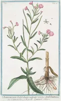 Picture 472 of 713 from Hortus Romanus plantaru (1772), leaf 472