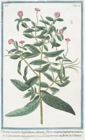 Picture 473 of 713 from Hortus Romanus plantaru (1772), leaf 473