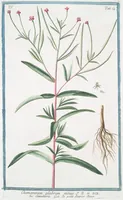 Picture 474 of 713 from Hortus Romanus plantaru (1772), leaf 474