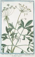 An illustration from Hortus Romanus plantaru (1772)