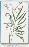 An illustration from Hortus Romanus plantaru (1772)
