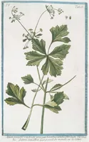 An illustration from Hortus Romanus plantaru (1772)