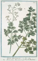 Picture 478 of 713 from Hortus Romanus plantaru (1772), leaf 478
