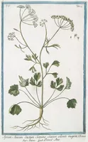 An illustration from Hortus Romanus plantaru (1772)