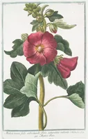 Picture 48 of 713 from Hortus Romanus plantaru (1772), leaf 48
