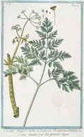An illustration from Hortus Romanus plantaru (1772)