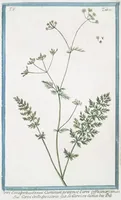 An illustration from Hortus Romanus plantaru (1772)