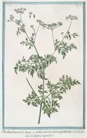 An illustration from Hortus Romanus plantaru (1772)