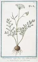 An illustration from Hortus Romanus plantaru (1772)