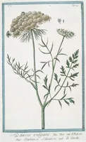 An illustration from Hortus Romanus plantaru (1772)