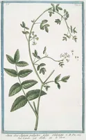 An illustration from Hortus Romanus plantaru (1772)