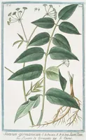 Picture 486 of 713 from Hortus Romanus plantaru (1772), leaf 486