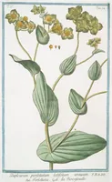 An illustration from Hortus Romanus plantaru (1772)