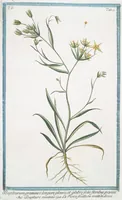 An illustration from Hortus Romanus plantaru (1772)