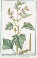 An illustration from Hortus Romanus plantaru (1772)