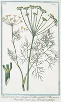 Picture 491 of 713 from Hortus Romanus plantaru (1772), leaf 491