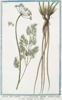 Picture 492 of 713 from Hortus Romanus plantaru (1772), leaf 492