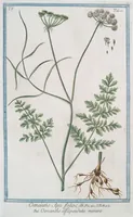Picture 493 of 713 from Hortus Romanus plantaru (1772), leaf 493