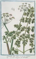 An illustration from Hortus Romanus plantaru (1772)