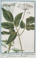 An illustration from Hortus Romanus plantaru (1772)