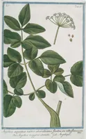 An illustration from Hortus Romanus plantaru (1772)